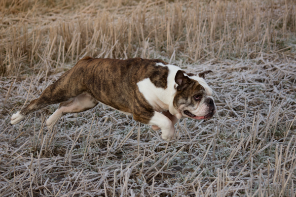 180107 Lindemark Hundepensjonat 0007